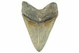 Serrated, Fossil Megalodon Tooth - North Carolina #272386-2